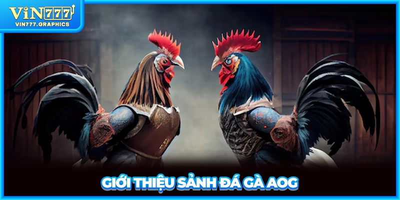 Giới thiệu sảnh đá gà AOG